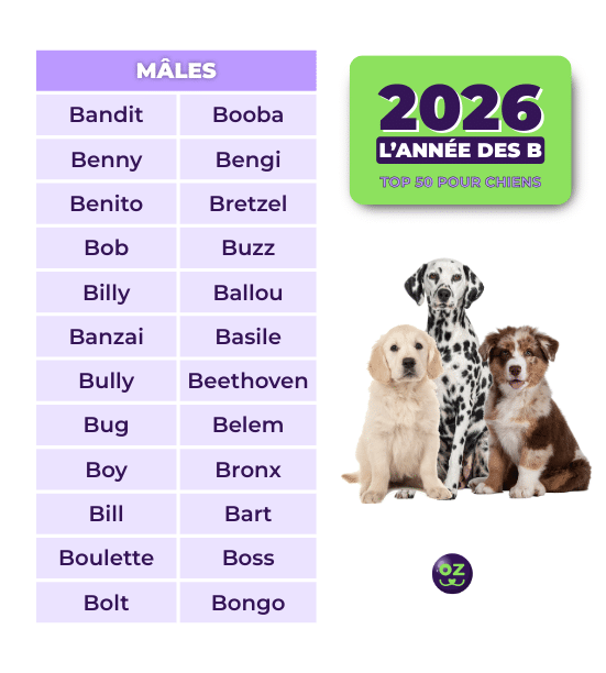 Nom de chiens males en B pour 2026