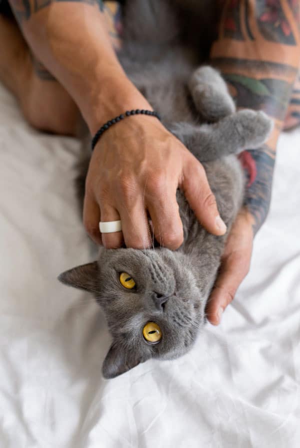 Chat ayant un adénome