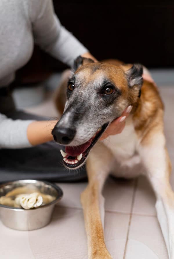 Chien maigre souffrant d'anorexie