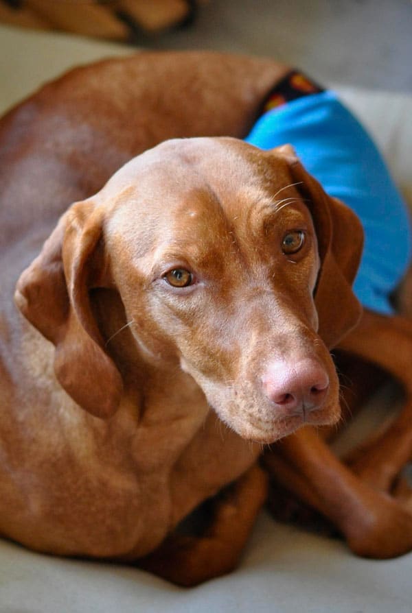 Chienne avec un cancer des ovaires