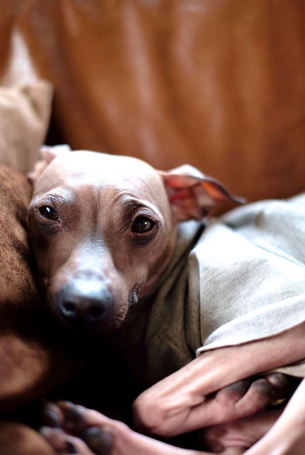 Chien ayant un cancer du rein