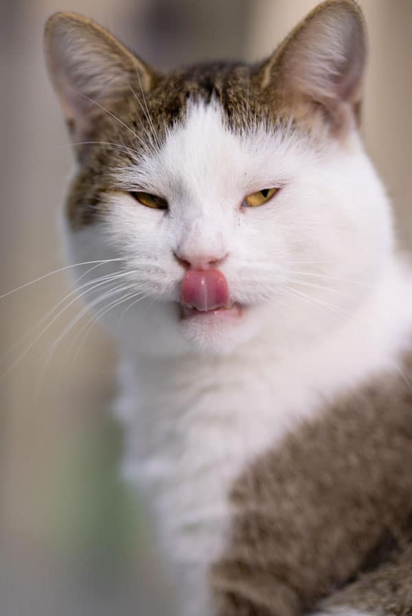 chat blanc beige qui se léche