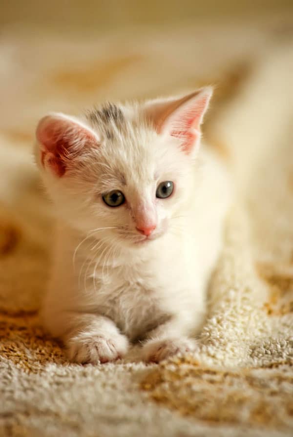 chaton blanc adoption