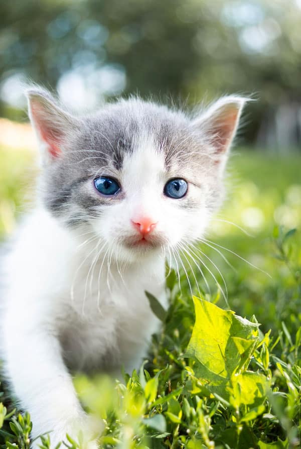 chaton blanc et gris dans l'herbe