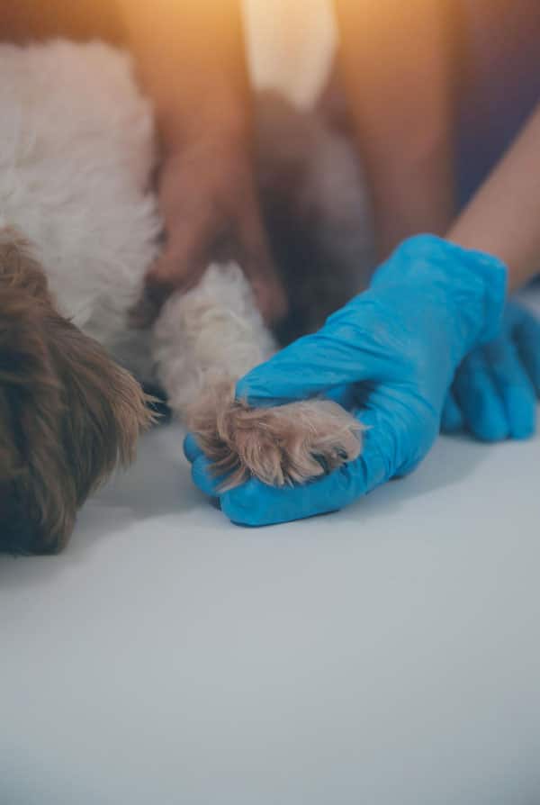 chien vétérinaire pour arthrose