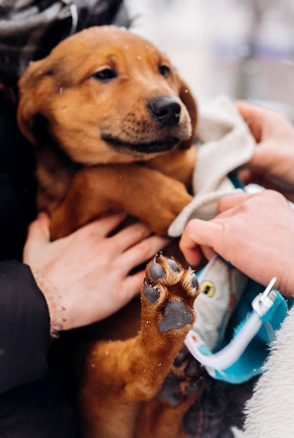 chiot brun entretien