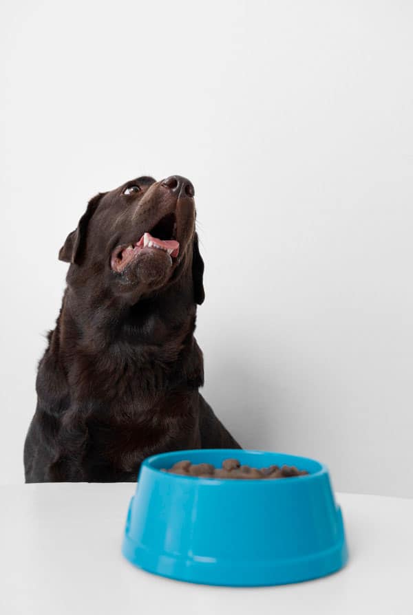 Chien ayant un diabète de type 2
