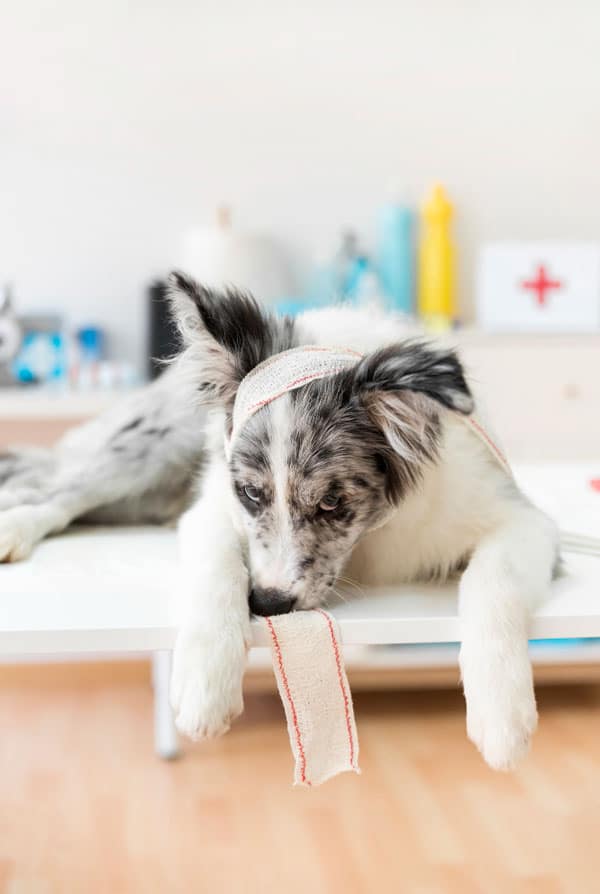 Chien chez le vétérinaire pour une fracture du crâne