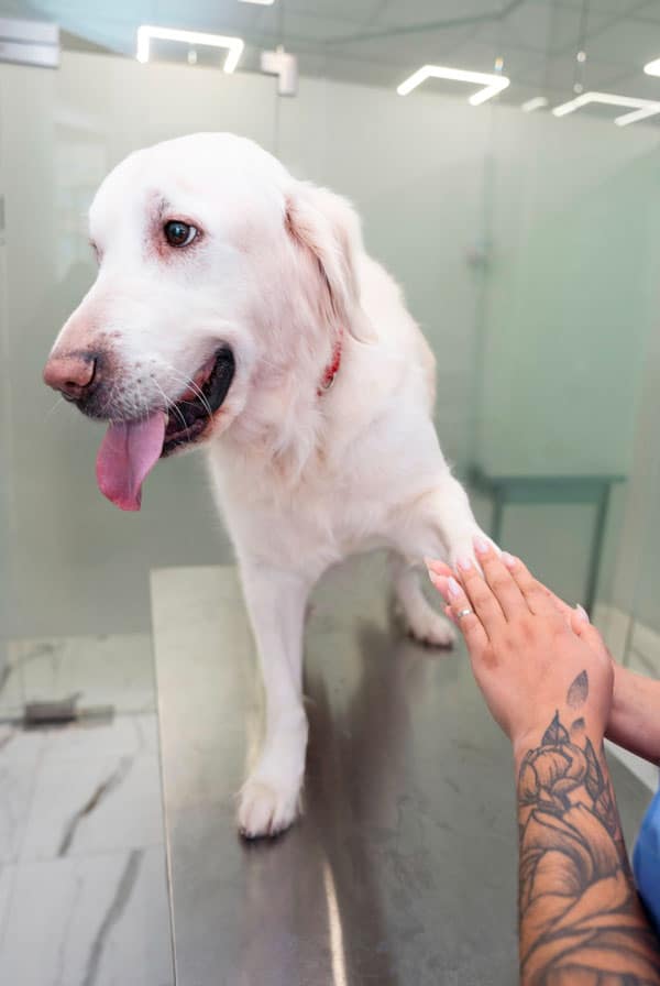 Chien ayant une fracture du tibia