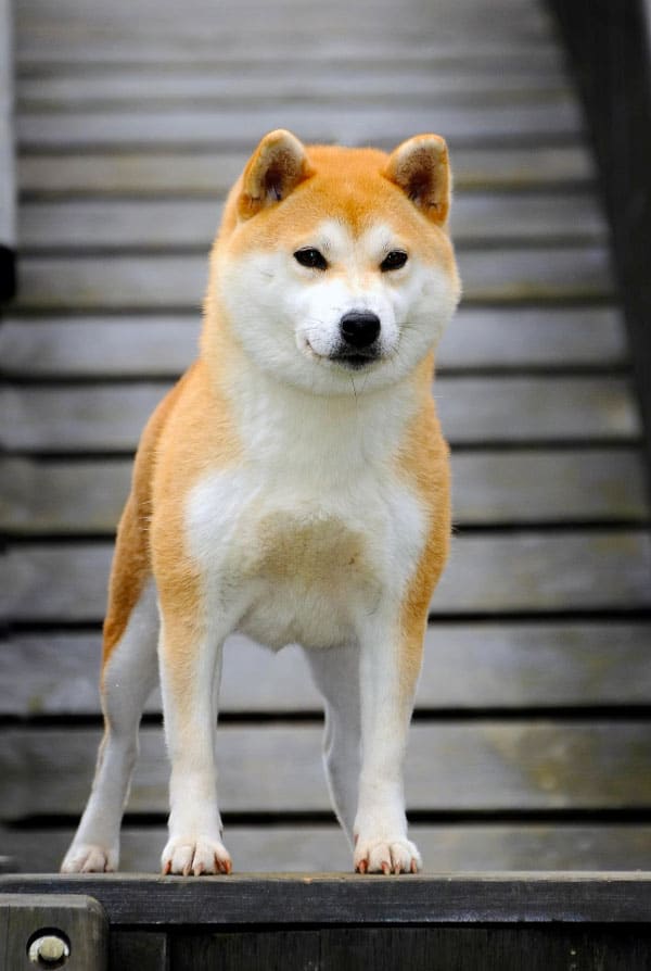 Chien type Shiba Inu atteint d'hémophilie