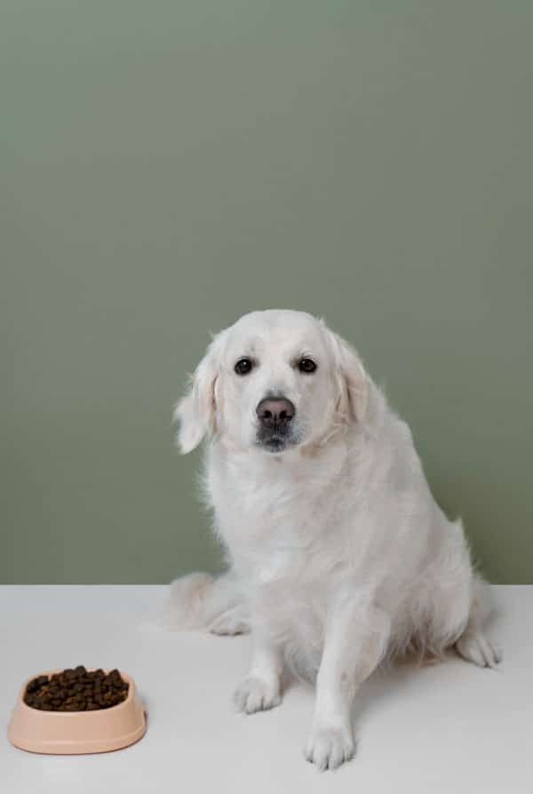 Chien assis à cause d'un inconfort lié à une hernie périnéale