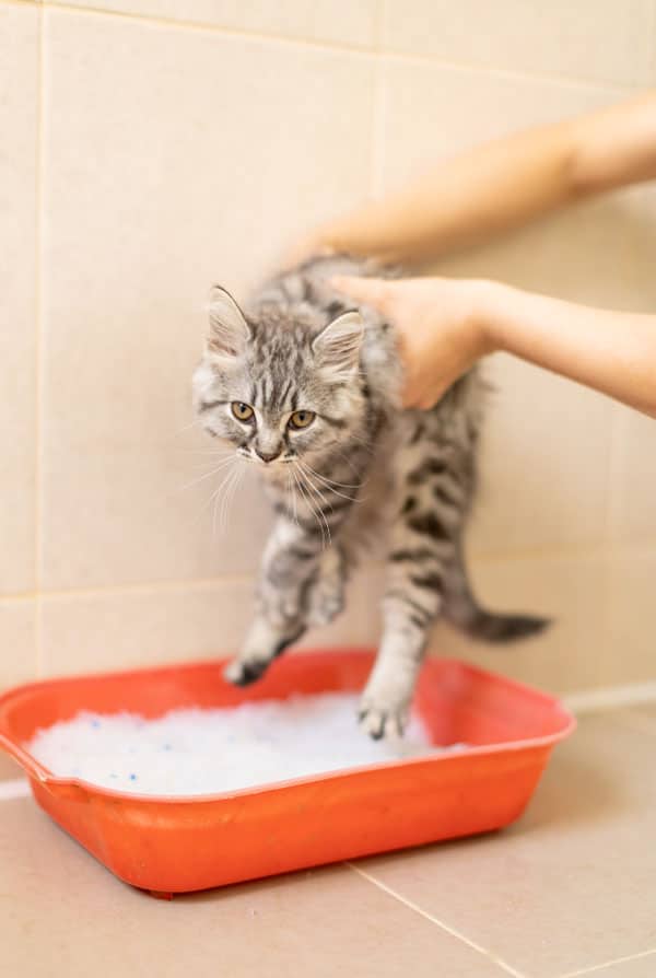 Chat ayant une infection urinaire