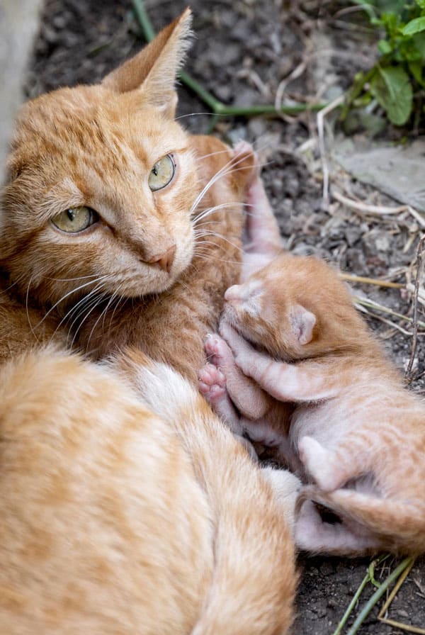 Chatte atteinte de mammite avec ses chatons