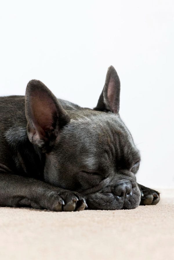 Chien narcoleptique qui dort