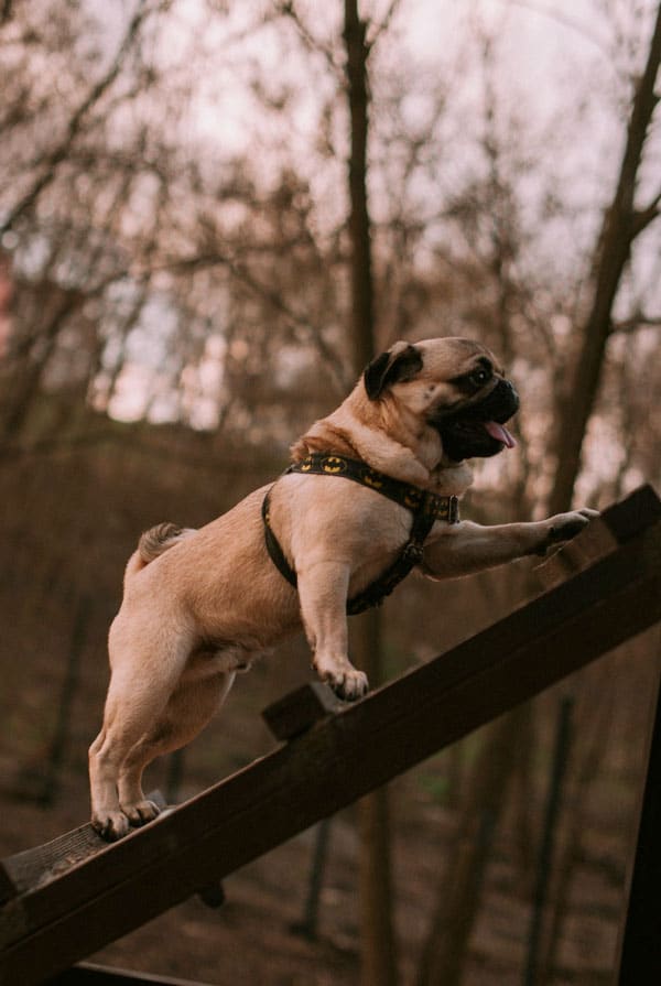 Chien type Bouledogue avec une perte musculaire