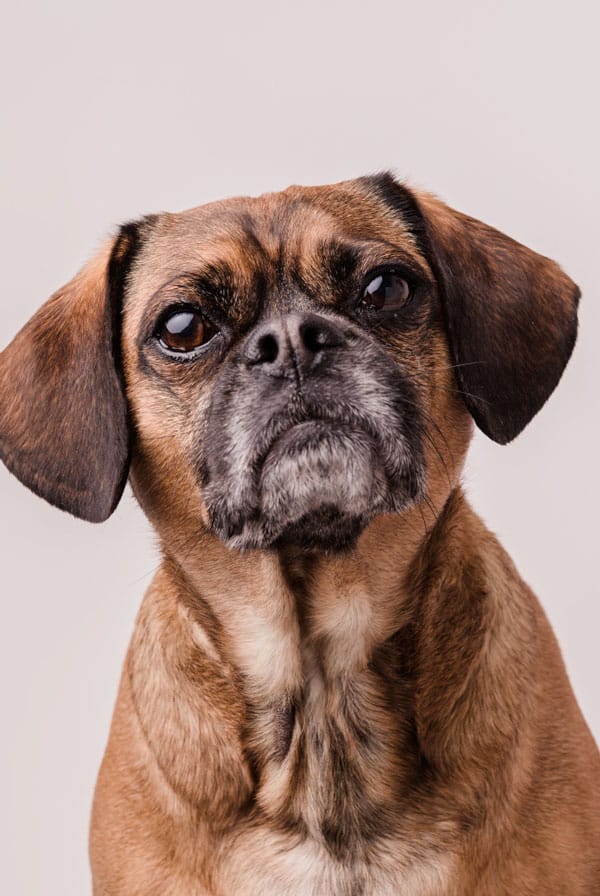 Chien âgé ayant des problèmes de surdité