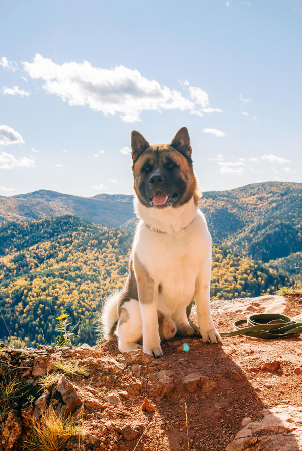 Accueillir un chiot Akita Américain