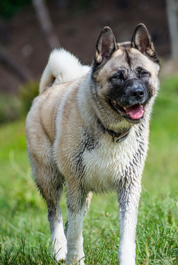 Activités physiques chiot Akita Américain