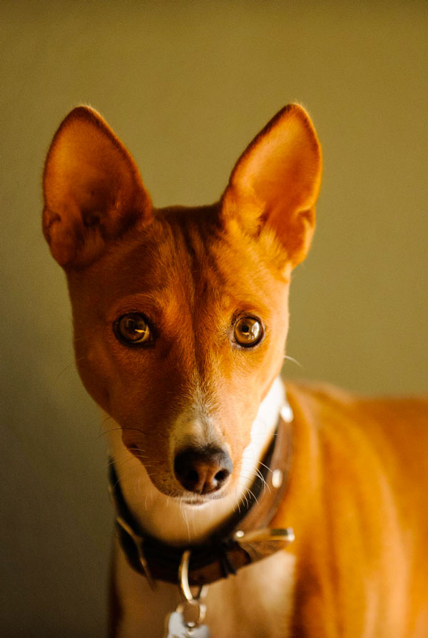 Activités physiques chiot Basenji