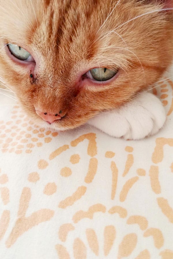 Chat ayant une candidose