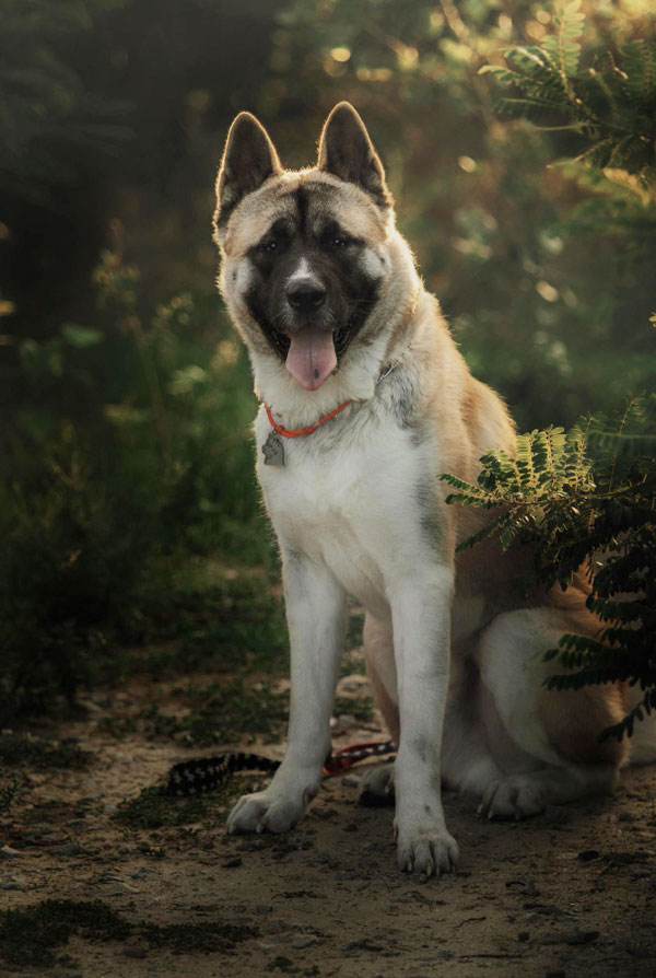 Caractéristiques physiques du Akita Américain