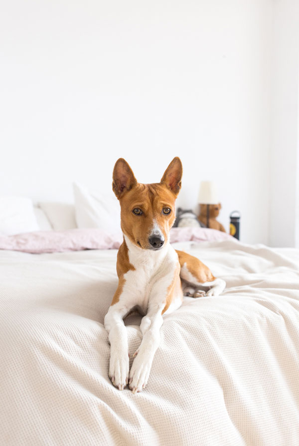 Caractéristiques physiques du Basenji