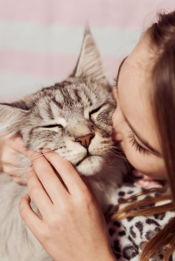 Chat serein avec sa propriétaire