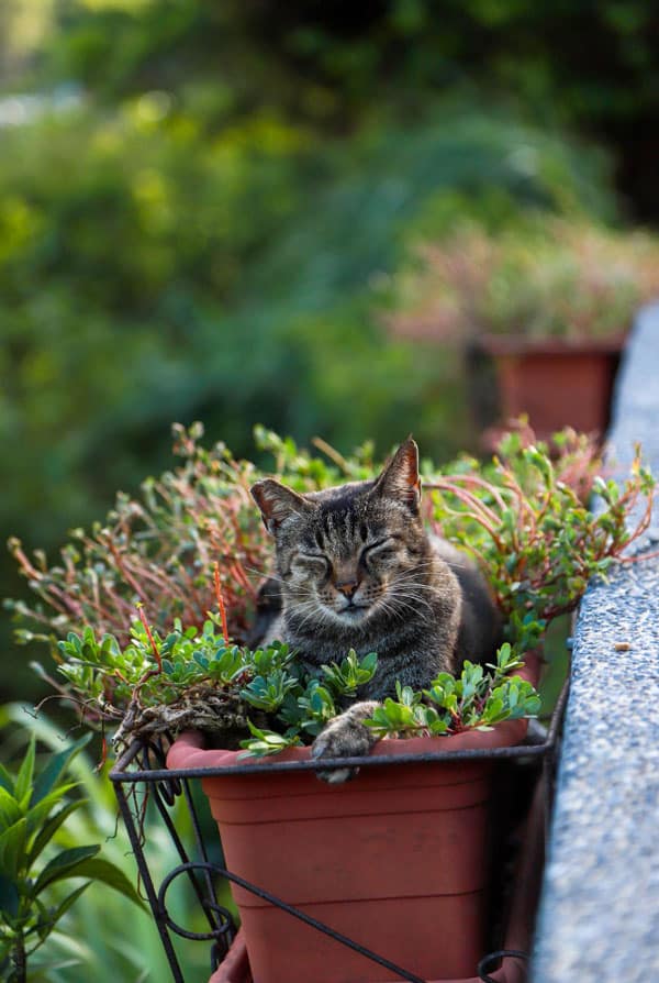 chat d'extérieur gris dans un pot de plante