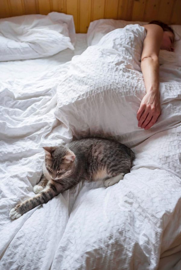 chat gris propriétaire dans le lit sommeil