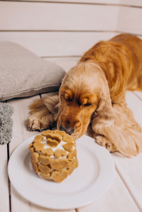 chien brun devant un gâteau