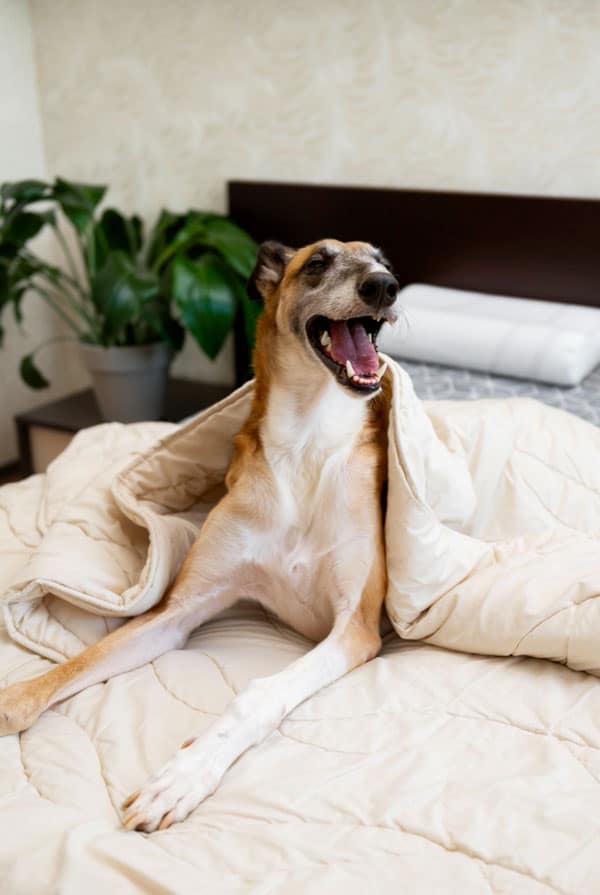 chien dans un lit qui respire fort