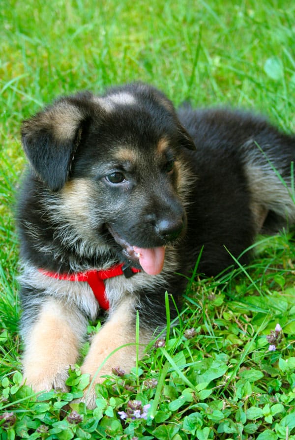 chiot noir brun dans l'herbe