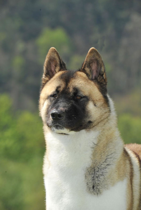 Comportement du Akita Américain