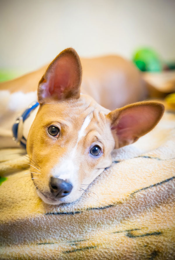 Comportement du Basenji