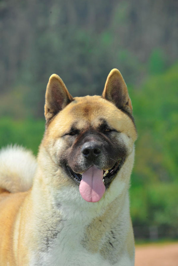 Cout d'entretien d'un Akita Américain
