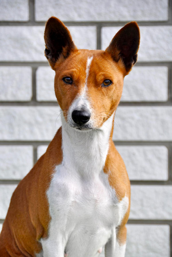 Cout d'entretien d'un Basenji