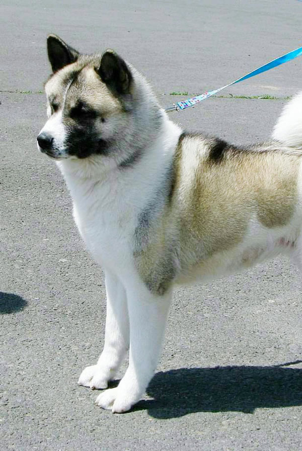 Education du chiot Akita Américain