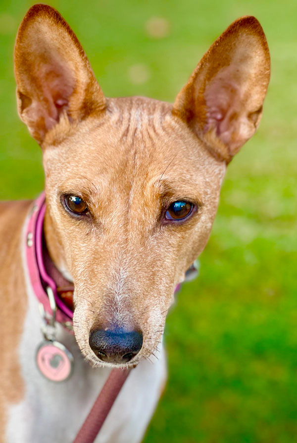 Education du chiot Basenji