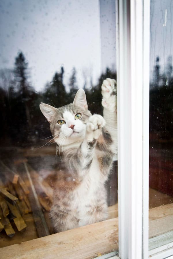 Chat malade ayant une histoplasmose