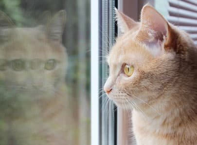 char roux regardant par la fenêtre