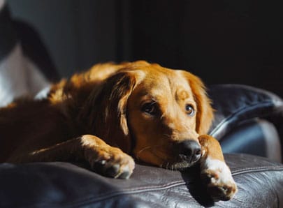 chien brun sur un canapé noir