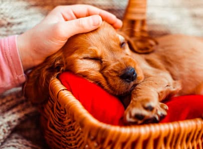 chiot dans son panier