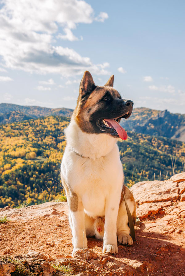 Maladies du Akita Américain