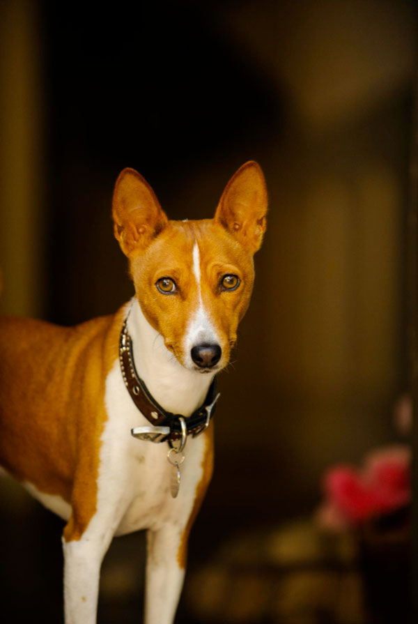 Maladies du Basenji