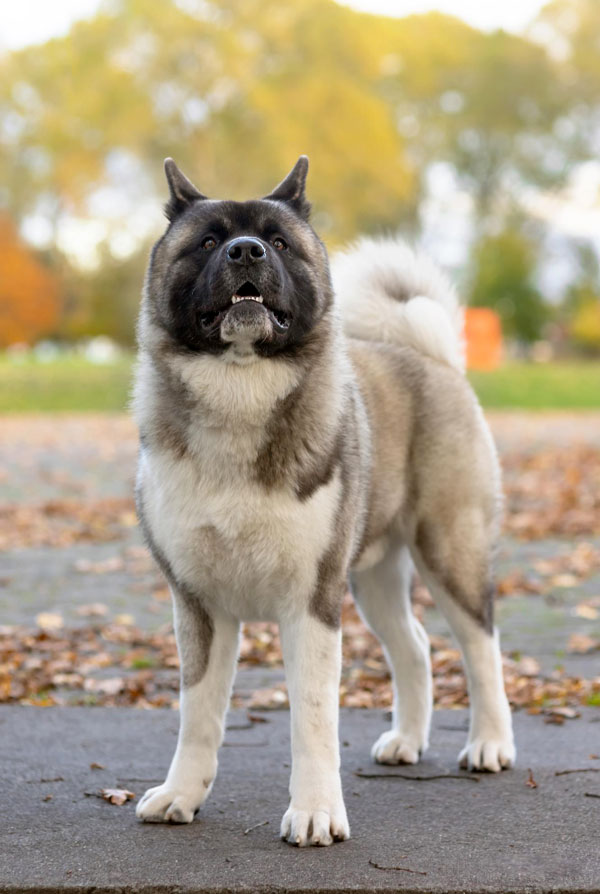 Origine du Akita Américain