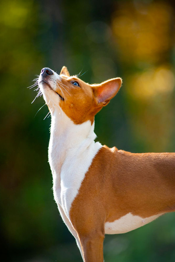 Origine du Basenji
