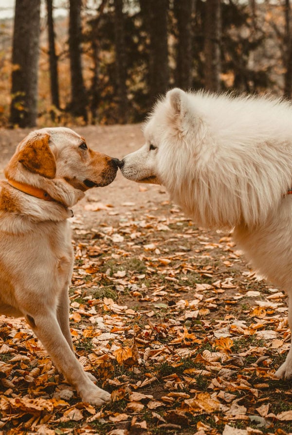 Chien mâle atteint de priapisme