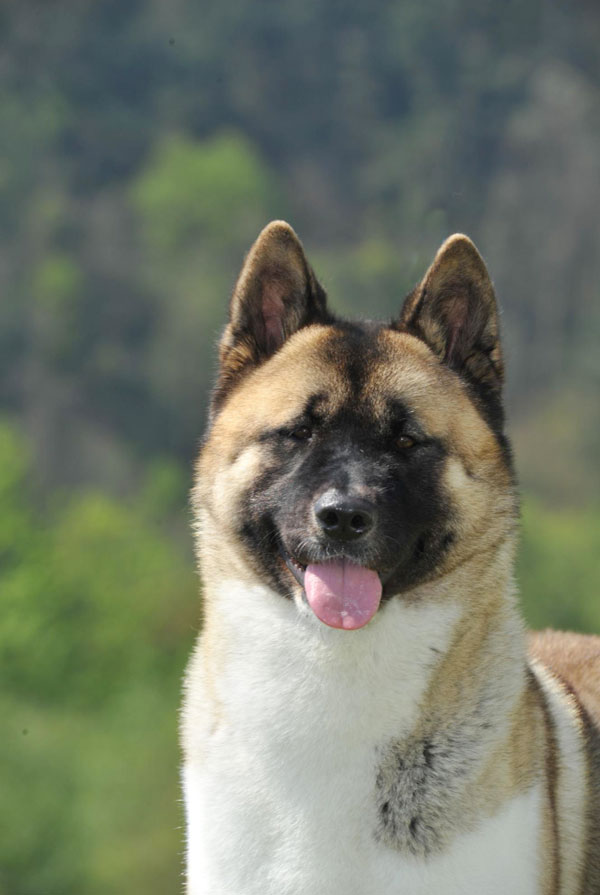 Prix d'achat Akita Américain