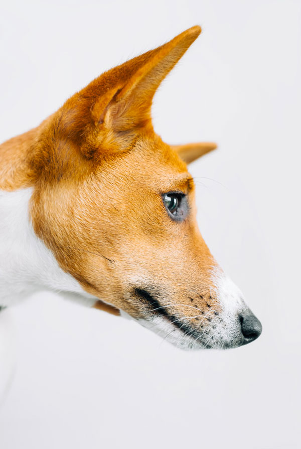 Prix d'achat Basenji