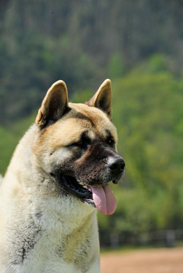 Santé du Akita Américain